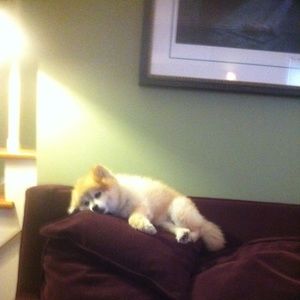 Meet your Posher, Karen